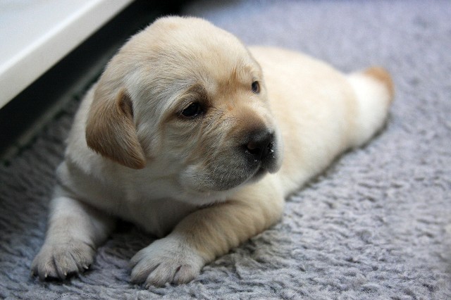 Spring's Pup at 3 weeks old